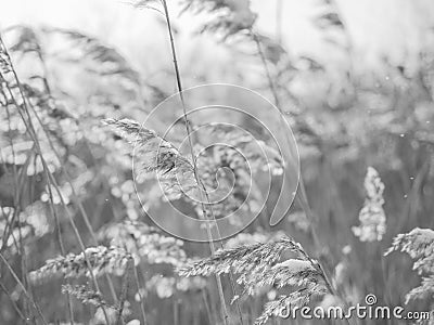 Dry grass sways in the wind in the sun in winter. Beige reed. Beautiful monochrome floral background. Closeup Stock Photo