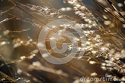 Dry grass tilted by the wind Stock Photo