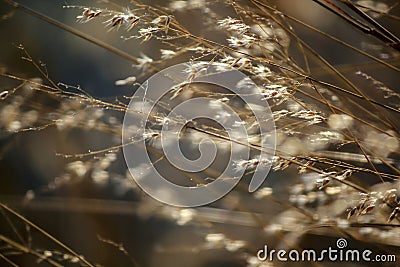 Dry grass tilted by the wind Stock Photo