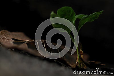 Dry grass tilted by the wind Stock Photo