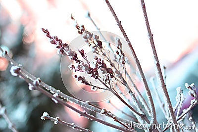Dry grass in white and blue snow Stock Photo
