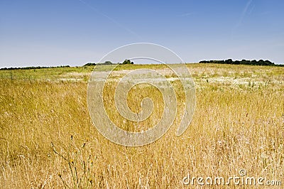 Dry grassland Stock Photo