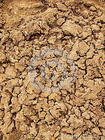 Dry ground of cracked clay with tuft of grass. Stock Photo