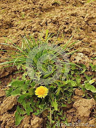 Dry ground of cracked and crushed clay with last green dandelion Stock Photo