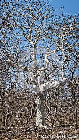 Dry gum or rubber tree at Sasan gir jungle, Gujrat, India Stock Photo