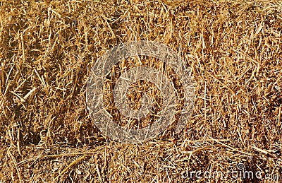 Dry hay straw yellow background texture. Dry rice straw texture for background and design, hay bale pattern in sunlight Stock Photo