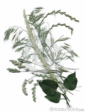 Dry herbarium plants. flowers and leaves vector illustration Vector Illustration