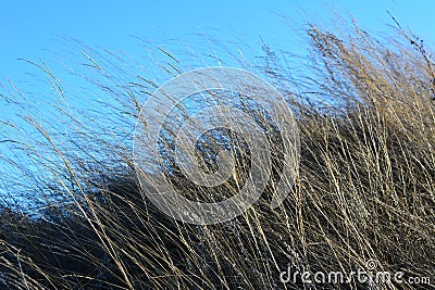 Dry herbs on the background of blue sky. Windy day. Stock Photo