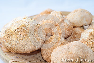 Dry Hericium erinaceus Stock Photo