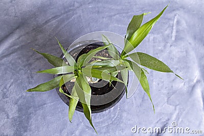 Dry home bamboo leaves on gray background Stock Photo