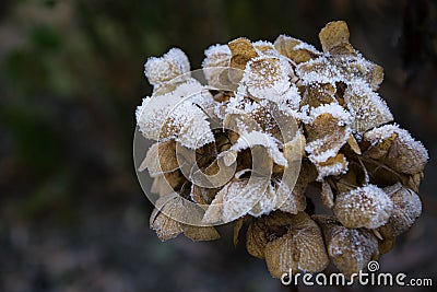dry hortensia in the garden covered with frost close up frosty hydrangea or hortensia flower Stock Photo