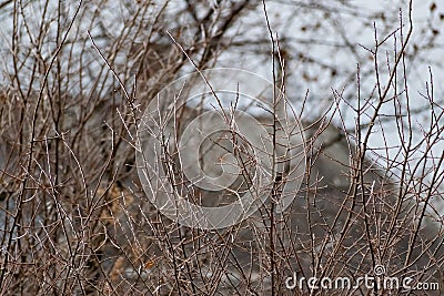 Dry ice and the bare branches of the shrubs. Cold season, winter period for trees. Stock Photo