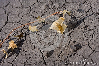 Dry land and dead plant Stock Photo