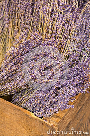 Dry lavender blossoms Stock Photo