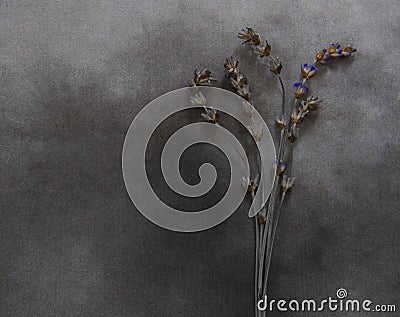 Dry lavender on marble - deepest sympathy Stock Photo