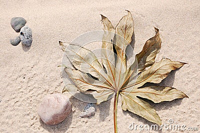 Dry Leaf Stock Photo