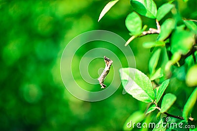 Dry leaf Stock Photo