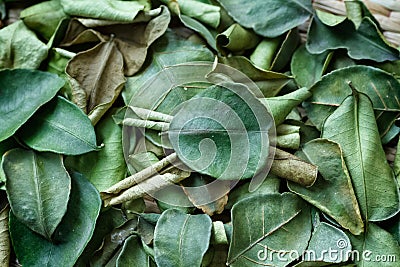 Dry leaf of bergamot kaffir lime Stock Photo
