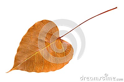 Dry leaf of bodhi tree. Stock Photo