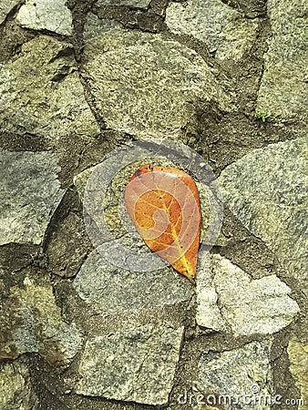 A dry leaf fallen on the rocks wall Stock Photo