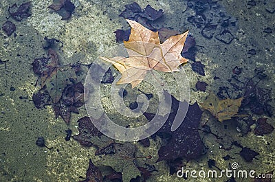 A dry leaf fallen from a tree floating on a pond of water, in the bottom decomposed leaves on a background of green algae, autumn Stock Photo