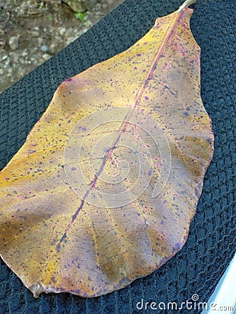 A dry leaf that fell on the motorbike seat. Stock Photo