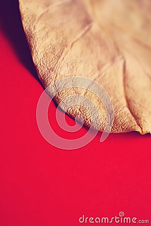 Dry leaf golden texture on red background Stock Photo