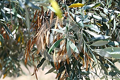 Dry leaf on the olive tree Stock Photo
