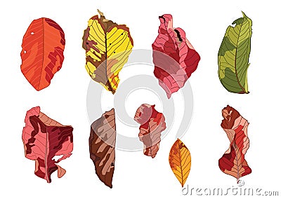 Dry leaf paint colorful on white background Cartoon Illustration
