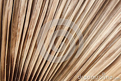 Dry leaf of palm tree macro Stock Photo