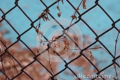 Dry leaf on wire mesh Stock Photo