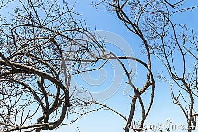 Tree Branches Silhouetted against Blue Sky Background Stock Photo