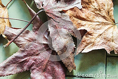 Dry Leaves Garden Environment Closeup Fall Stock Photo