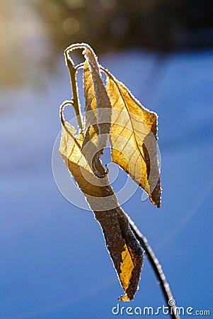 Dry leaves on a branch of an apple tree are covered with hoarfrost. Close-up with the first rays of the sun in January Stock Photo