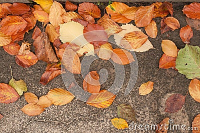 Dry leaves on grey road Stock Photo