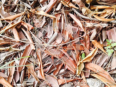 Dry leaves Stock Photo