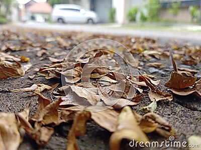 dry leaves on a lonely street during a very quiet day Stock Photo