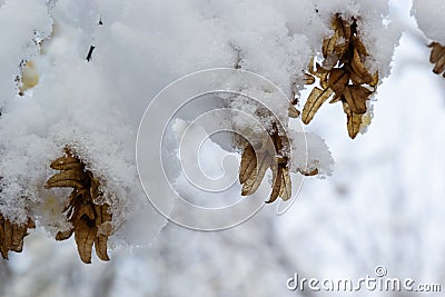 Dry leaves and seeds on hornbeam branches during winter snowfall Stock Photo