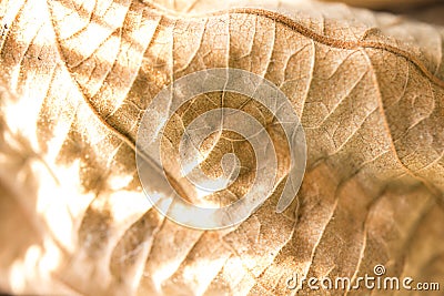 dry leaves and shadow background and texture Stock Photo