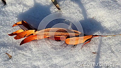 Dry leaves and snow Stock Photo
