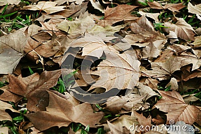 Dry leaves of a tree on an autumn day Stock Photo