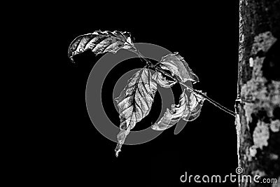 Dry leaves of a tree, monochrome photo on black background, autumn nature concept Stock Photo