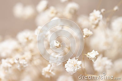 Dry light small white gypsophila bunch flowers macro with bokeh background Stock Photo