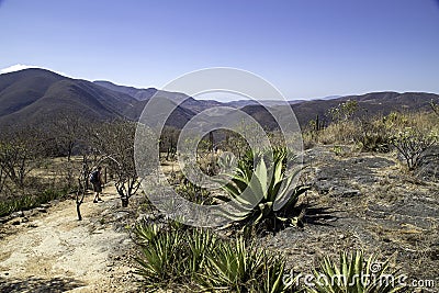 The landscape around Hierva el Agua is characterized by desert plants Stock Photo