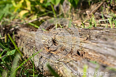 A dry log in the grass, on which large ants crawl. Rotten, old log Stock Photo