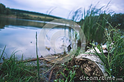 Dry log in nature near pond with blurred background. Stock Photo