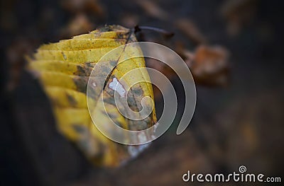 A dry and lonely beech leaf witnesses arrival of autumn Stock Photo