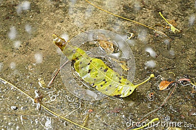 dry mango leaf dropping on ground and falling rain Stock Photo