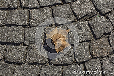 Dry maple leaf on the pavement in paris Stock Photo