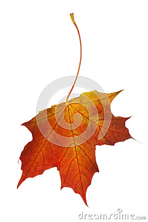 Dry maple leaf of warm autumn shades isolated Stock Photo